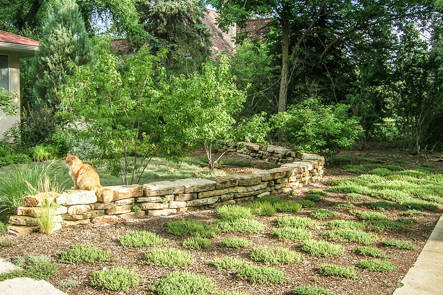 Groundcover Front Yard